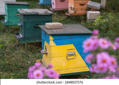 Wooden colorful bee hives and purple flowers growing outside in countryside village garden