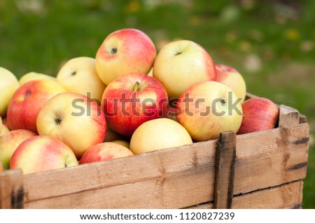 Similar – Image, Stock Photo Ripe apples Fruit Apple