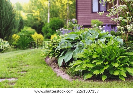 Wooden country house with hostas and flowers planted in mixed border. Summer cottage garden.