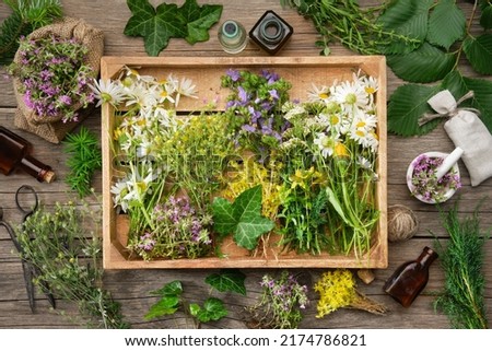 Wooden crate filled with  bunches of medicinal herbs, dry healthy plants and flowers. Alternative herbal medicine. Top view. Flat lay.
