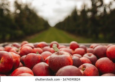 wooden crate full of fresh apples. harvest of fresh organic apples during autumn fall september in poland in apple orchard. - Powered by Shutterstock