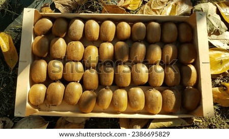 wooden crate of kiwi fruit harvested from the vegetable garden. asturian kiwi fruit with leaves