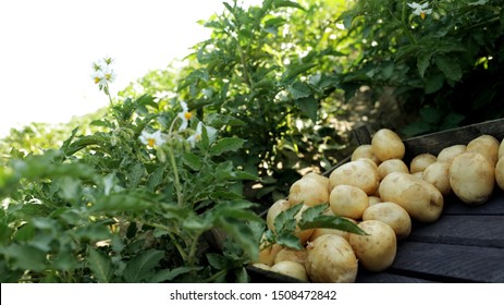 じゃがいも畑 の画像 写真素材 ベクター画像 Shutterstock