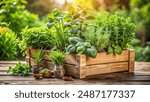 Wooden crate with a variety of fresh green potted culinary herbs growing outdoors in a backyard garden