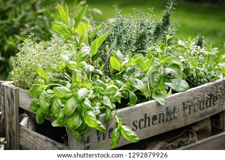 Wooden crate with a variety of fresh green potted culinary herbs growing outdoors in a backyard garden