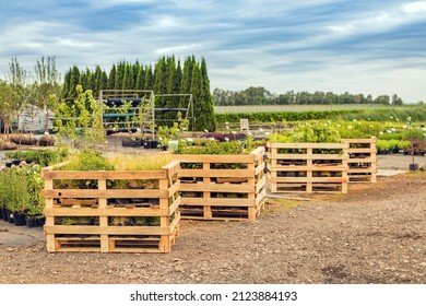 Wooden Crates With A New Batch Of Ornamental Plants In The Summer Nursery