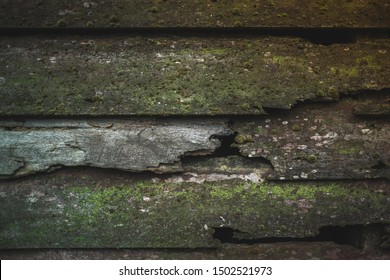 Wooden Decay Clamminess Fungus Stock Photo (Edit Now) 1502521973