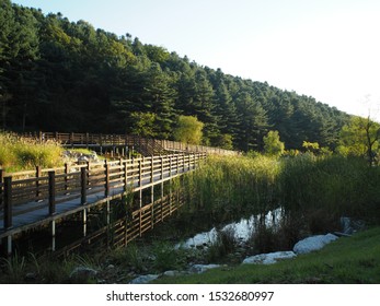 wooden deck with fence at wetland in the valley 