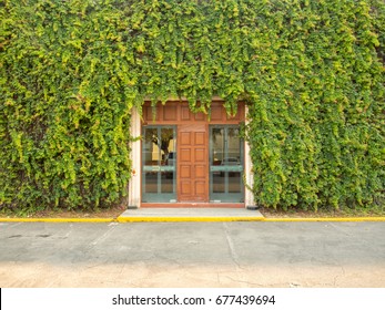 Wooden doors in the green ivy wall