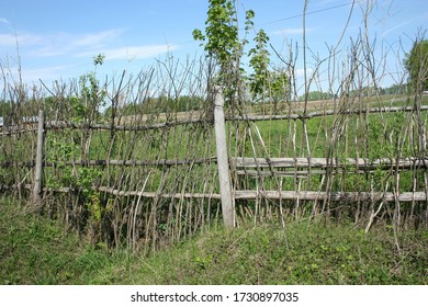 a wooden fence at the edge of the forest, green trees and fields. Concept of rural life, nature, clean air and health. Vacation in the country.
