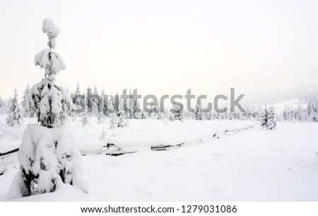 Similar – Foto Bild OH BÄUMEBAUM OH BÄUMEBAUM