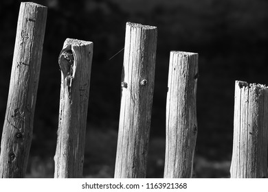 wooden fence outdoor