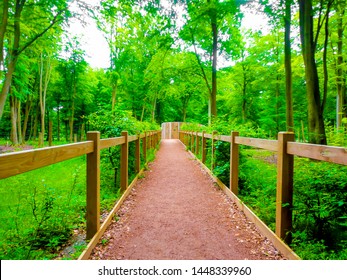 Wooden Fence Path In Forest Park With Tall Pine Trees And Green Plants And Foliage, Walking Towards A Goal, Perserverance