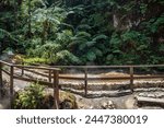 Wooden fence and path in thermal geyser with boiling water and steam in Caldeira Velha, São Miguel - Azores PORTUGAL