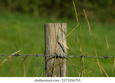 wooden fence post with barbed wire stapled to it and green grass in the background - Shutterstock ID 2271056755