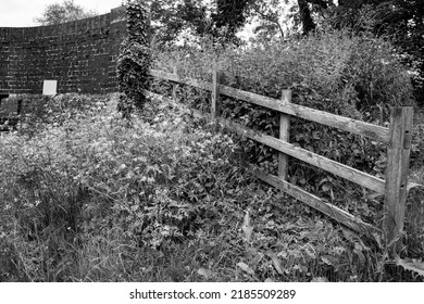 Wooden fence and weeds in Black and White.

