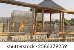 wooden fench to protect girrafes Dubai safari 