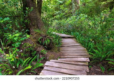 Wooden First Nations Boardwalk Along Big Tree Trail On Meares Island, Tofino, Vancouver Island, British Columbia, Canada.