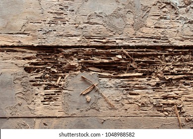 Wooden floor is part of the wooden house. Was termite eat until decay Dry out
