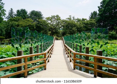 A Wooden Footbridge In Namisum (Nami Island) , Chuncheon, South Korea