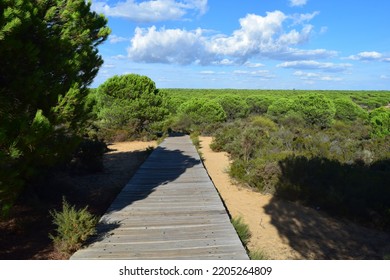 Wooden Footbridge To The Sea Between Pine Forest