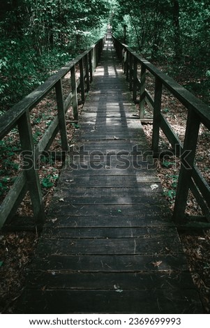 Wooden footpath leads through bushes and swampland in the forest