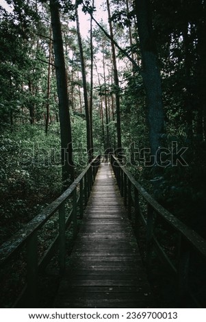 Wooden footpath leads through bushes and swampland in the forest