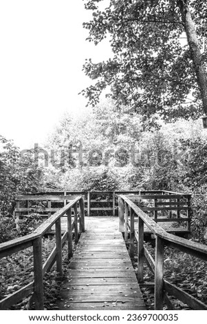 Wooden footpath leads through bushes and swampland in the forest, black and white image