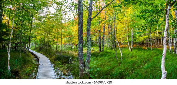 Wooden Footpath Through The Fall Foliage Of Jesup Trail In Acadia National Park