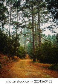 Wooden Forest Mountain Landscape With High Trees And Green Nature Background. Outdoors National Park View Scenic Place. Off Road Path For Trekking And Hiking Leisure Sport Activity