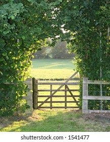 Wooden Gate And Beech Hedge