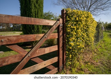 The wooden gate in the park. Thunbergia alata, also known as Black Eyed Susan vine, growing in the fence with green leaves and yellow flowers. 