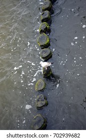 Wooden Groins Covered With Yellow-green Algae (Xanthophyceae)