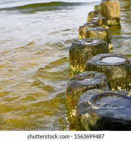 Wooden Groynes Covered With Yellow-green Algae (Xanthophyceae).