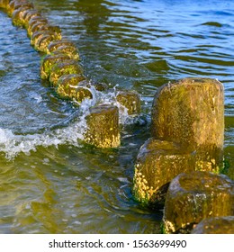 Wooden Groynes Covered With Yellow-green Algae (Xanthophyceae).