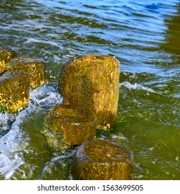 Wooden Groynes Covered With Yellow-green Algae (Xanthophyceae).