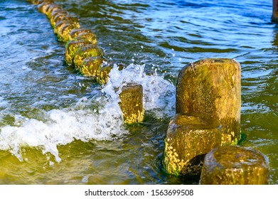 Wooden Groynes Covered With Yellow-green Algae (Xanthophyceae).