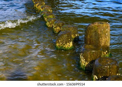 Wooden Groynes Covered With Yellow-green Algae (Xanthophyceae).