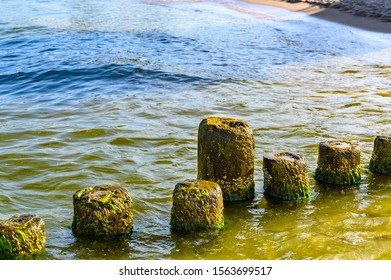 Wooden Groynes Covered With Yellow-green Algae (Xanthophyceae).