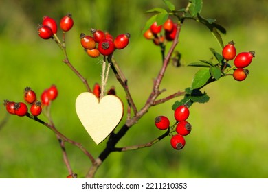 Wooden Heart Hanging On A Wild Rose Bush