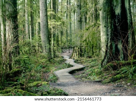 Wooden hiking trail in forest of North Vancouver, BC, Canada. Boardwalk pathway framed with many tall trees, such as Douglas fir, Hemlock, a burned old tree on the side and hanging moss. Sunny day.