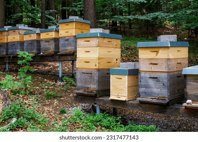 wooden hives with bees in the woods. private farm with bees. making honey. farming