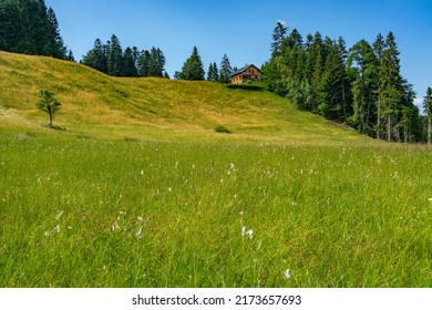 wooden holiday house on the hill over the valley of Bregenz forest. flowered meadow and single tree on the steep slope and footpath through the wet high moor. house on the edge of forest.