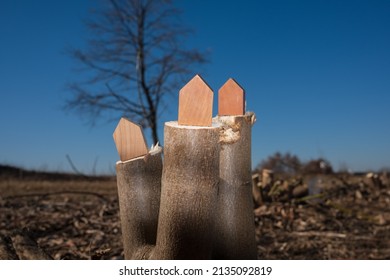 Wooden House Models On Tree Stump In The Outdoors. Concept Image For Wood As A Renewable And Sustainable Building Material For Modular Timber Architecture. 