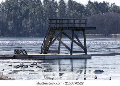 Wooden Jumping Tower On Icy Lake And Mallard Ducks Swimming