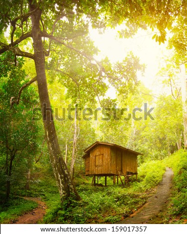 Wooden little cottage in a tropical forest. Day and sunshine