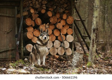 Wooden Lodge In The Woods, Dog 