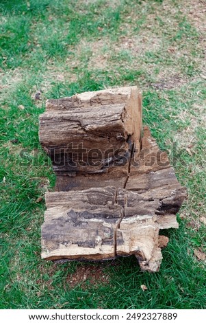 Similar – city tree Tree trunk