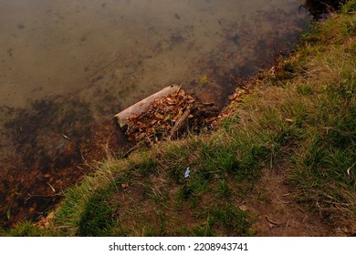 Wooden Log Floating On The Old Pond Surface In Fine Autumn Day, Crystal Clean Water And Foliage.