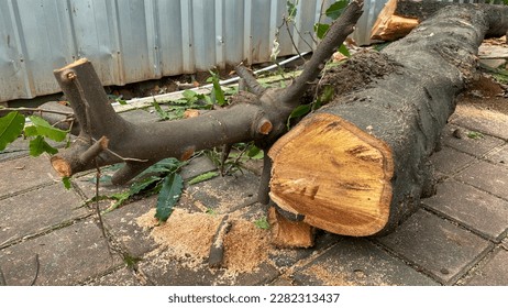 Wooden logs and its stump of a tree on the sidewalk. Freshly chopped tree logs and stump on paving block sidewalk.